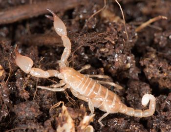 Media type: image; Invertebrate Zoology 46988